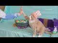 Boise cat to star in iconic Cadbury Bunny commercial