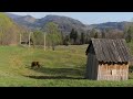 Edge of wilderness how a large family thrives in secluded mountain life in springtime