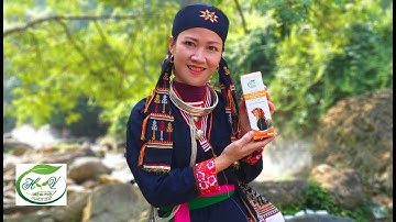 Người Dao Ba Vì với nghề làm thuốc, chữa bệnh, thuốc nam Triệu Hương