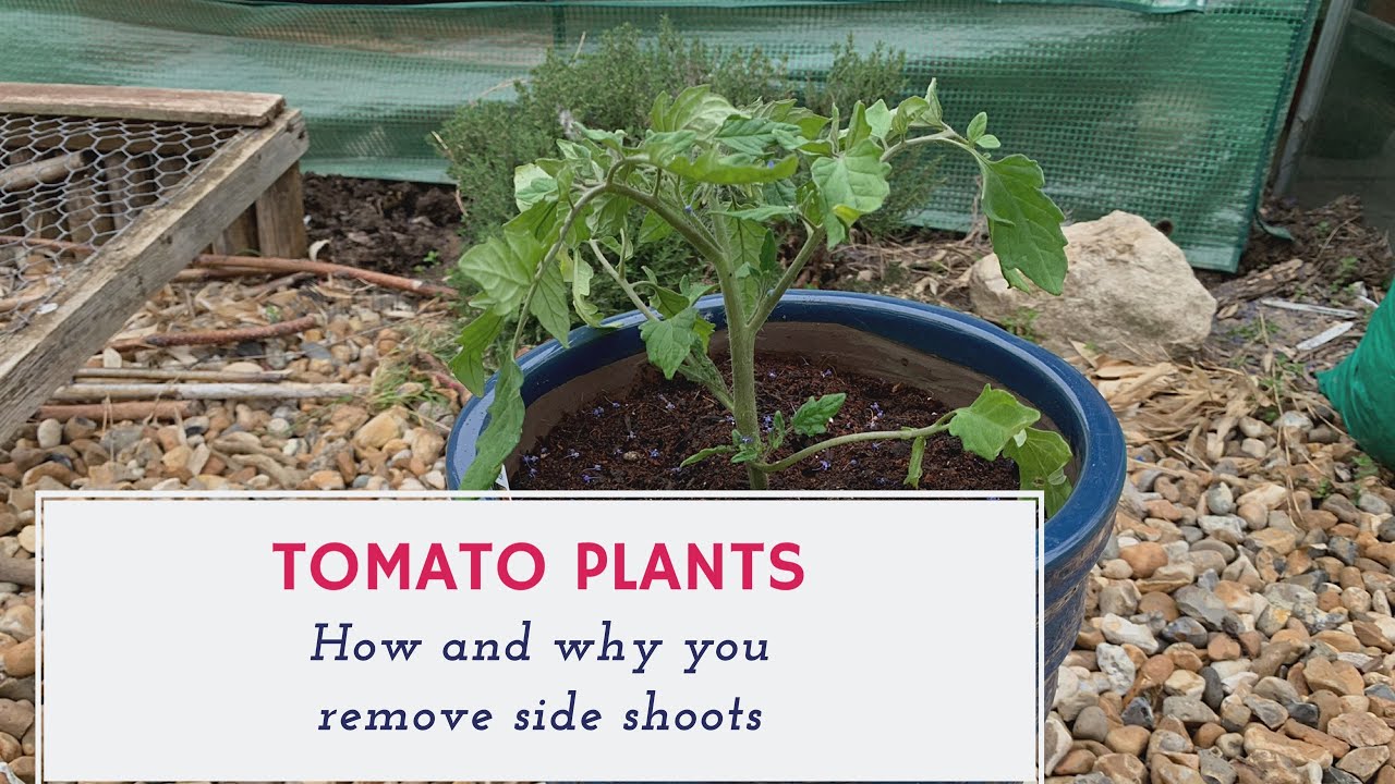Tomato Plants - How To Remove Side Shoots