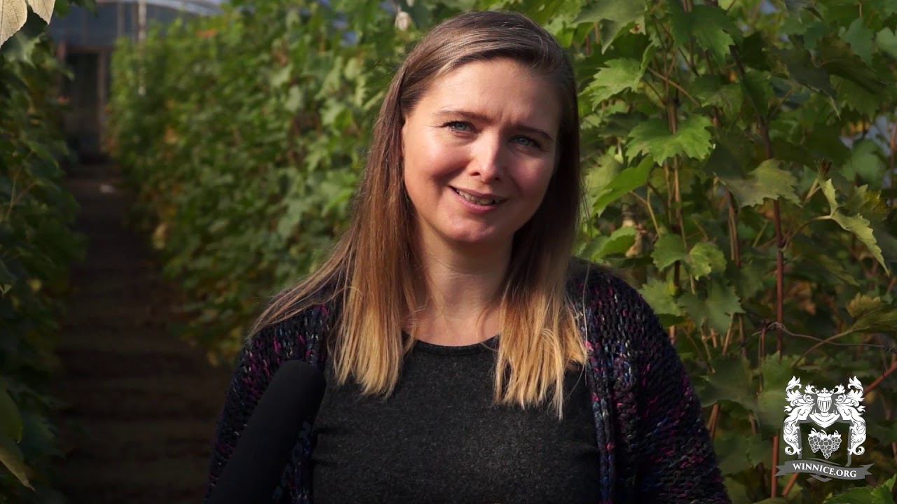 Winnica Kinga - Nowa Sól, Stara Wieś woj. lubuskie - winnice.org