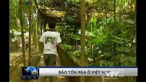 Những thách thức trong bảo tồn rùa tại Việt Nam