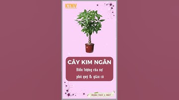 Top 5 loại cây phong thủy tuyệt vời mang lại may mắn tài lộc #shorts