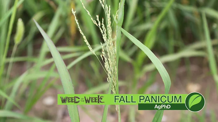Weed of the Week #1059 Fall Panicum (Air Date 7-22-18)