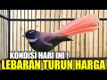 HARGA LEBARAN ! BURUNG ANTIK ASLI HUTAN 1001 YG PUNYA INI TERNYATA TURUN HARGA DIKIOS PASAR PRAMUKA