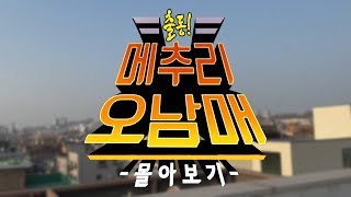 [메추리 오남매] 몰아보기