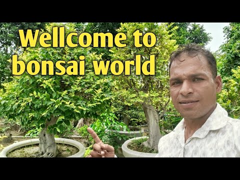 बोनसाई पेड़ कैसे बनाएं || Bonsai tree