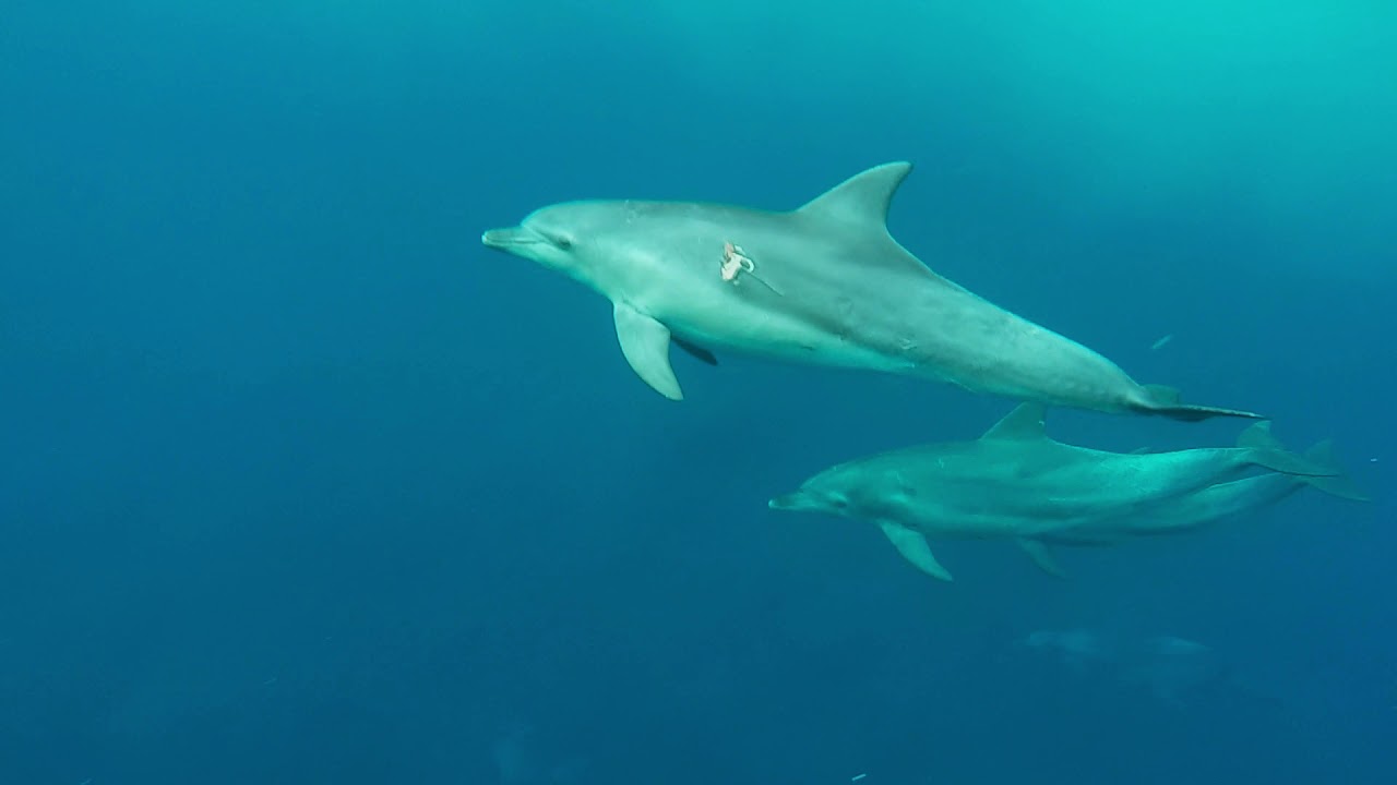 Swimming with Dolphins:  Miyake-jima, Japan