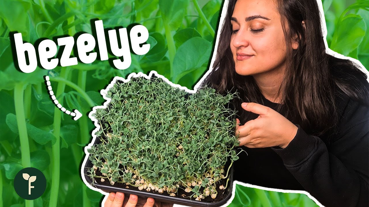 Bezelye Mikro Yeşilliği Nasıl Yetiştirilir? | Pea Microgreen