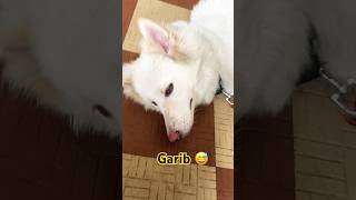 #dog #doglove #pets #puppy #husky #sale #cute #love #fyp #funny #ytshorts #funny #support #subscribe