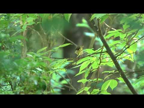 Louisiana Waterthrush with food, Shenandoah NP, July 4, 2021 