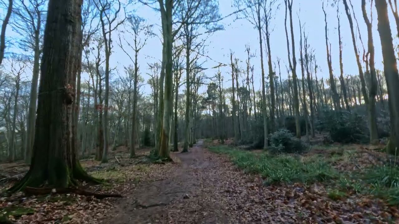 Forest Walk 4K | Peaceful Nature Sounds | No Talking