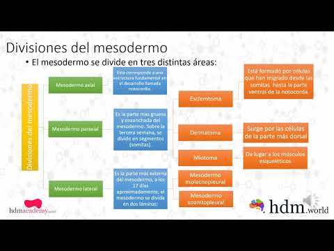 Vídeo: Diferencia Entre Mesodermo Y Mesénquima