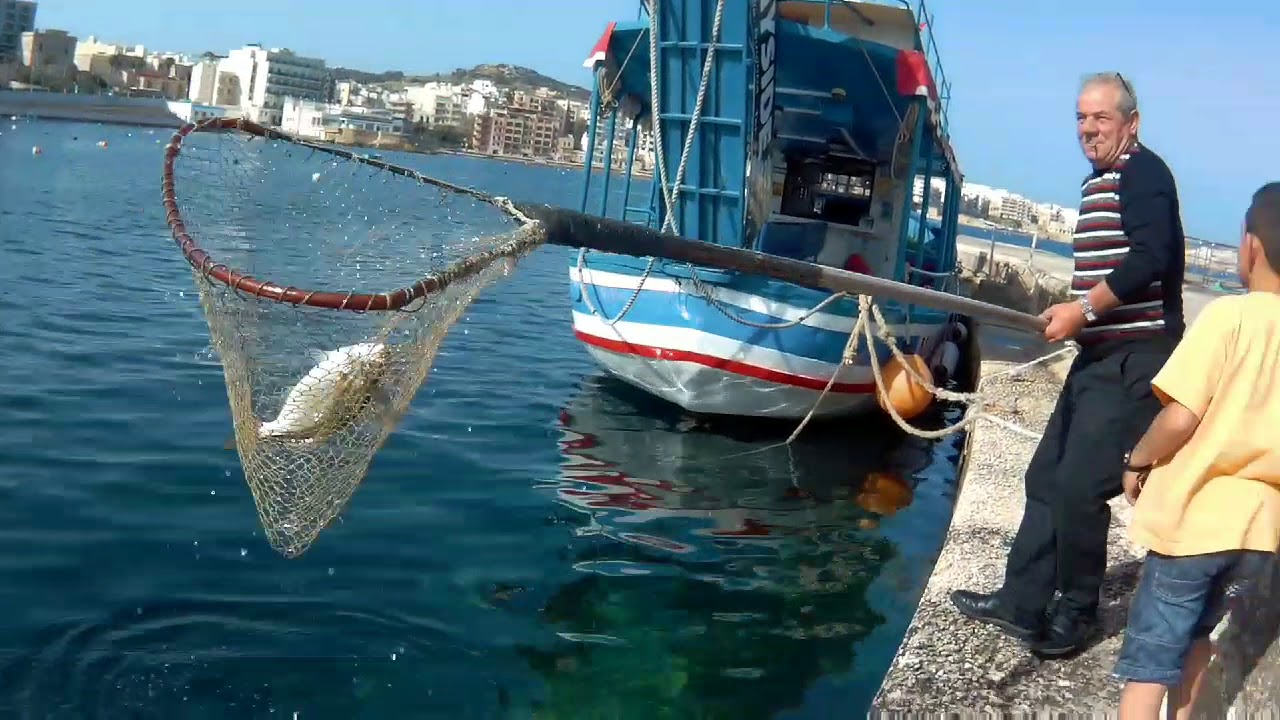 Malta Fishing - Salema Porgy ( Sarpa Salpa )
