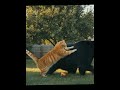 The Border is Impassable! How an Angry Cat Expelled a Bear from the Yard?"