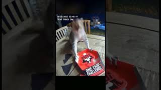 Ardilla Come Papita Picante Ia