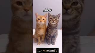 🐔 Cuando Una Gallina Se Emociona 😹😹😹  #Gatos #Humor #Gatosgraciosos #Gatoschistosos #Cosasdegatos
