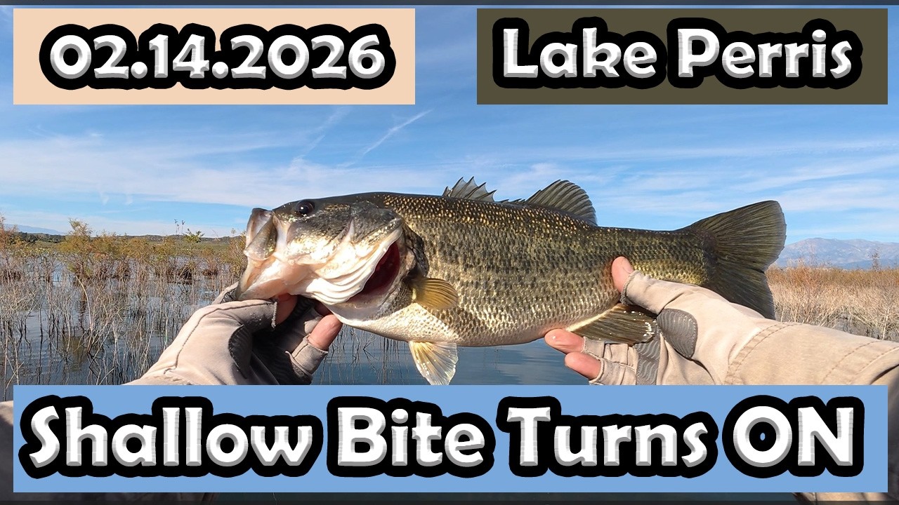 Lake Perris: Pre-Pre Spawn? 8 Bass in Under 3 Feet.
