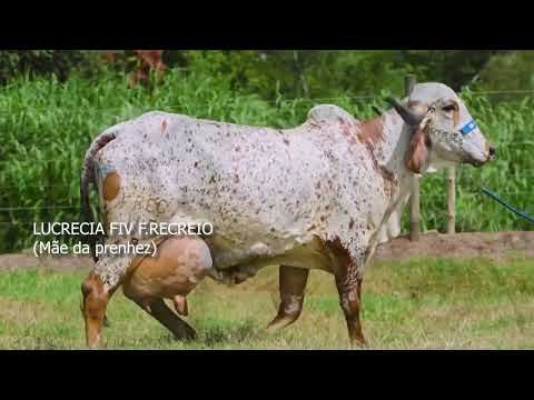 LOTE 07 - PETÚNIA FIV HAXL FR RECREIO   4505 CF