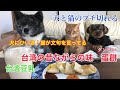 【台湾朝食】ゴールデンウイークにおうちで台湾の昔ながらの味　蛋餅（ダンビン）を作る！台湾豆乳が美味しい！犬にひいき！猫が文句を言って、また甘えん坊になる！犬と猫のブチ切れる【秋田犬、日本猫、ヨーキー】