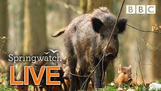 Cute wildlife cams 7 June  🐦 🐗🐣 | BBC Springwatch