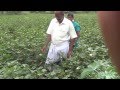 Life long learning thamilnadu farmers rsga kannivadi farmers l3ftncom