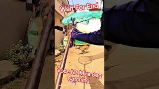 Voce Na Mira Dog Catching #shorts #streetdogrevival #ytviral #pets #animals #catch #rescue #dog