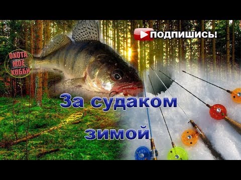 Судак на балансир (Тольятти)