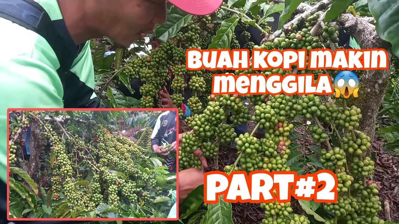 belajar bareng bersama PMC kebun kopi super lebat⏭️😱