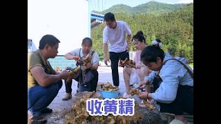 受一个朋友之托，秋子做了几十斤黄精，结局很失落 #农村 #宝妈 #我的乡村生活