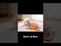 Tortilla Chips ASMR 🌽🐶 Cute Dog Mimi Eating! パリパリ音が神🤍