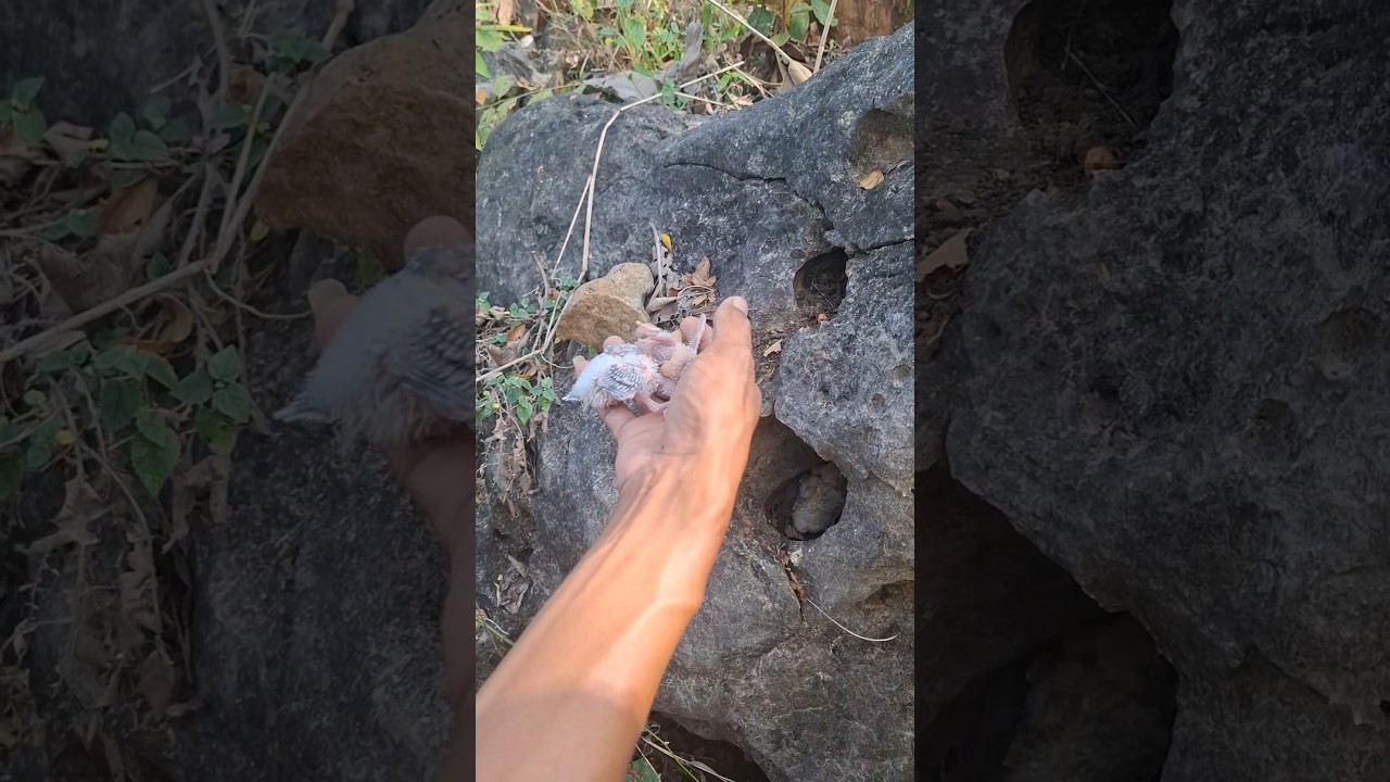 found a bird's nest in a hole 