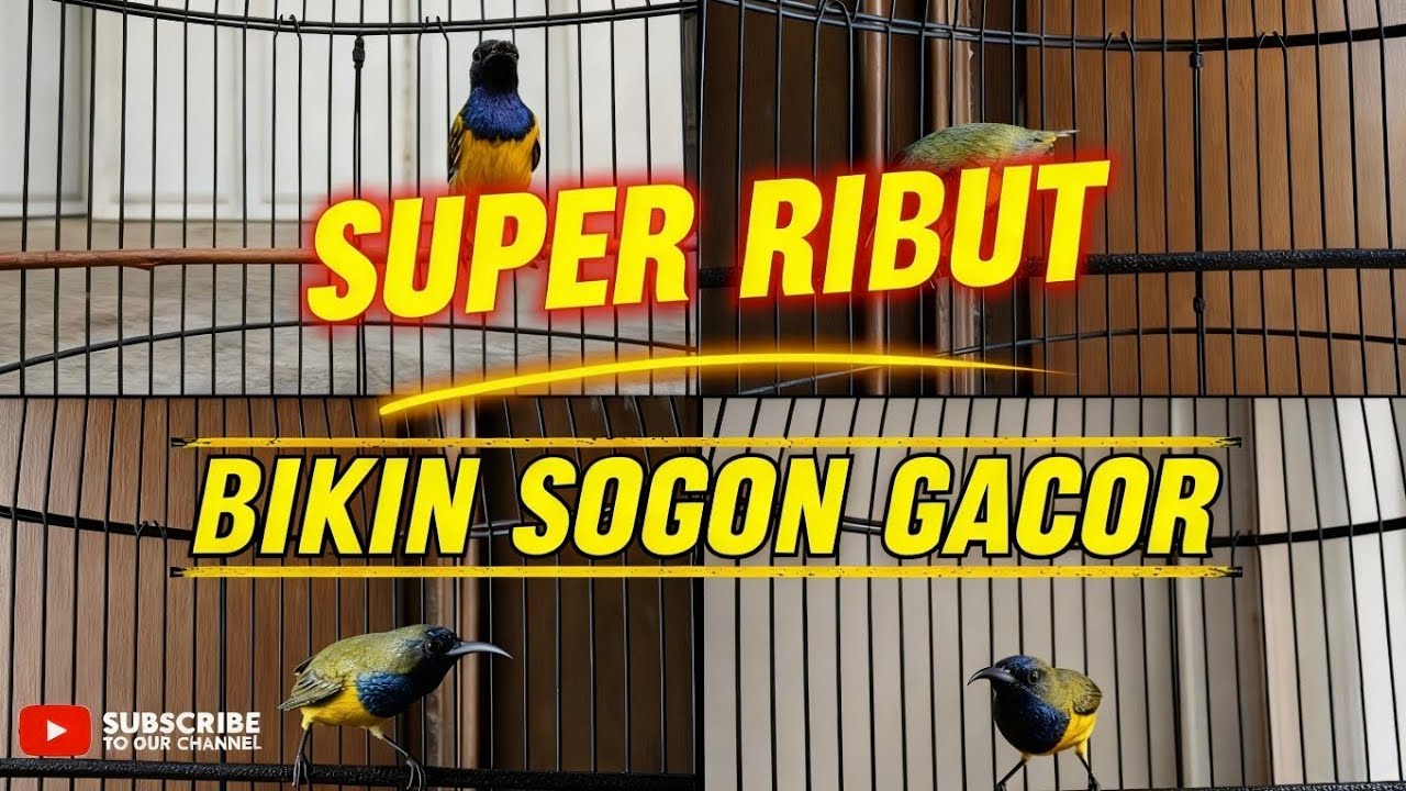 Super ribut ‼️ bikin sogon gacor emosi nembak nembak #sogonijoangacor #simulasilombasogon