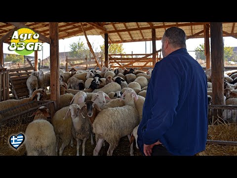 🐐 Αιγοπροβατοτροφική Μονάδα