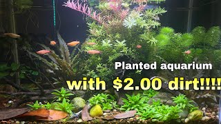 Vibrant Planted Aquarium With Cheap Dirt And Gravel