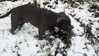 Virtual Dog Walk With A Family Of Staffordshire Bull Terriers