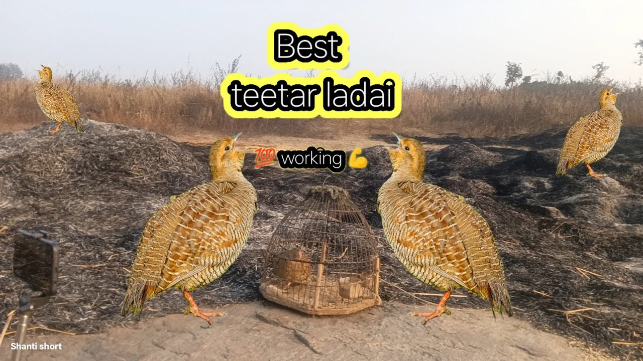 💯 working (grey francolin voice) best teetar ki ladai Aajwz wild teetR boli grey francolin voice 