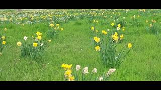 21. Mai 2026 Die schönsten Tulpen 🌷🇦🇹