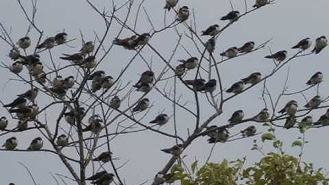 TREE SWALLOWS, PLUM ISLAND, SAT. AUG.06, 2016  376