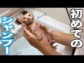 保護した子猫三匹をシャンプーしたらアレが出ちゃった