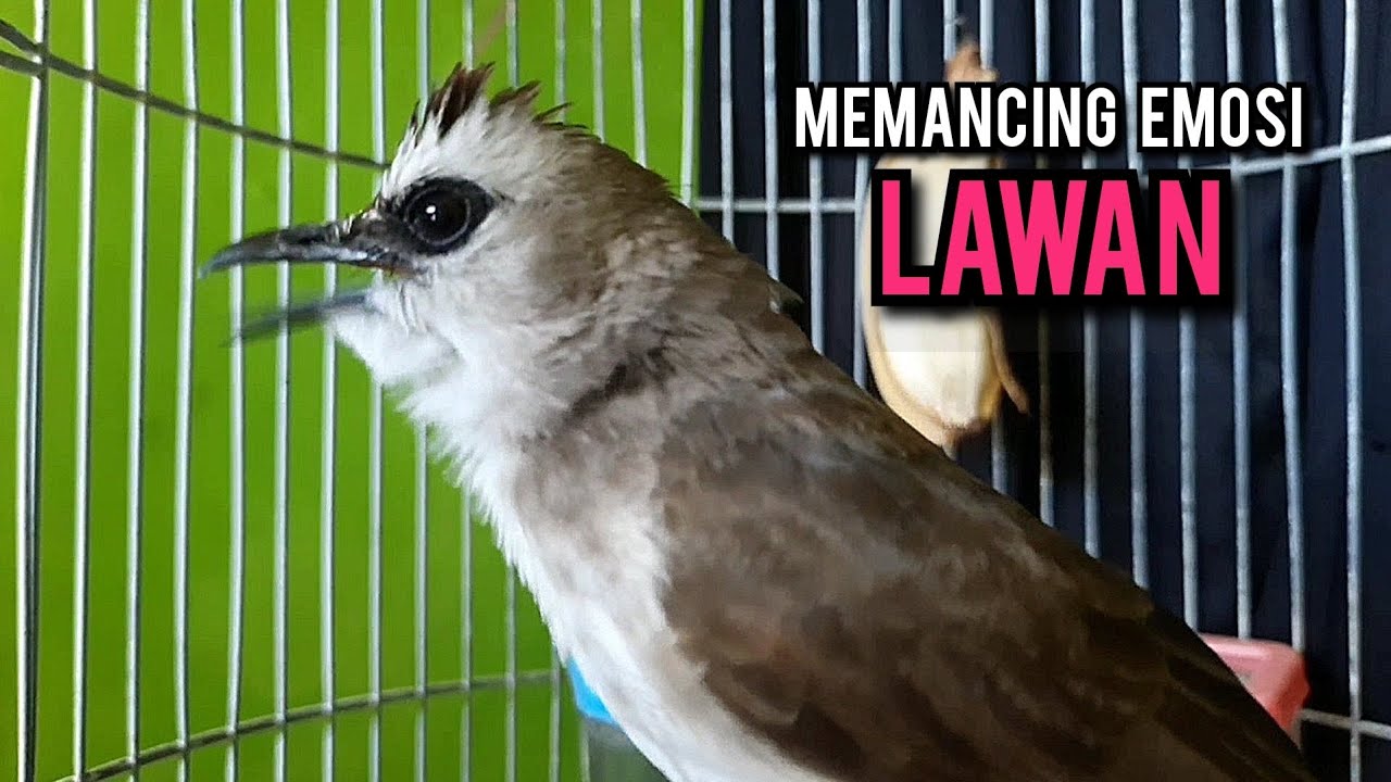 trucukan ropel panjang BUAT pancingan trucukan agar bunyi JADIKAN burung trucukan gacor NYAUT