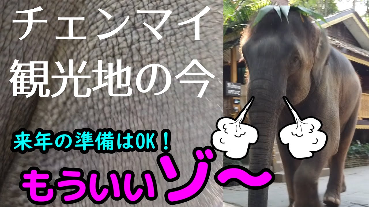チェンマイナイトサファリ メーサエレファントキャンプの今 Chiangmai Thailand Youtube