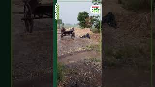 Maharashtra Unseasonal Rain : अवकाळी पावसासह गारपीट, अनेक तालुक्यांत शेतीचं नुकसान | Nashik | GP5