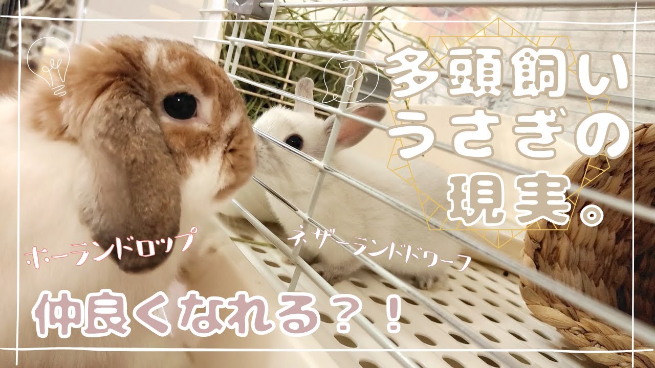 【うさぎ多頭飼い】赤ちゃんネザーと先住のホーランドロップを対面させてみたら可愛かった【生後１か月】《No.0033》