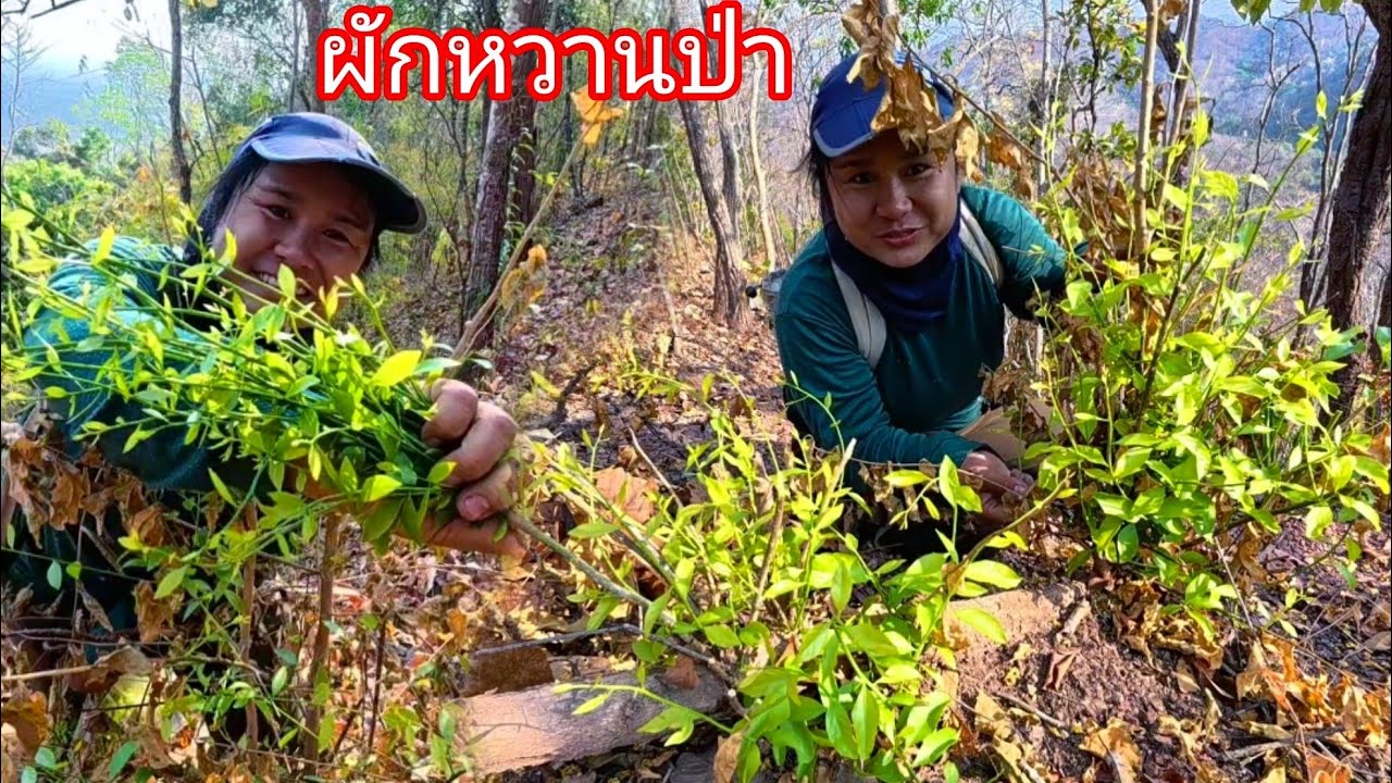 ยึ่งลึกยิ่งเยอะผักหวานป่างามมากๆ