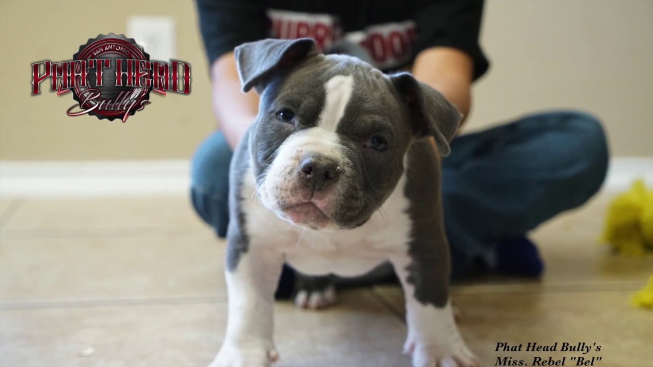 Awesome Pocket American Bully for sale... best pedigree (sold) YouTube