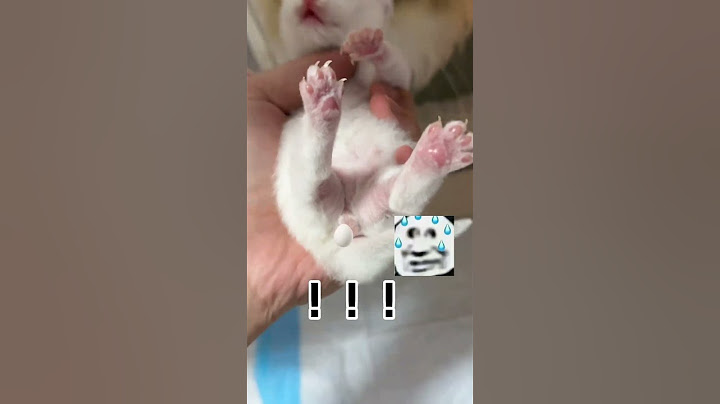 【牛奶是只猫】小白的宝宝出生了......没想到这次竟然
