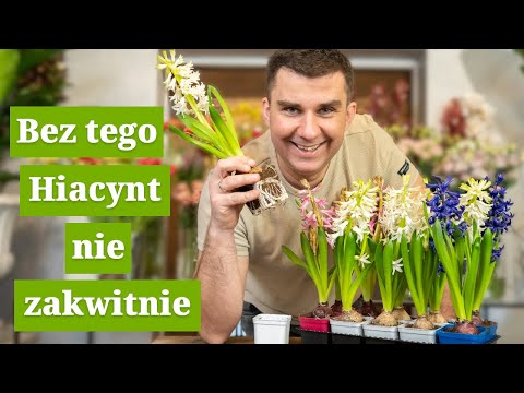 Wideo: Kiedy kwitną ocotillos?