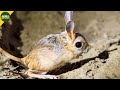 Jerboa Tiny Desert Hoppers Surviving With Extreme Agility 