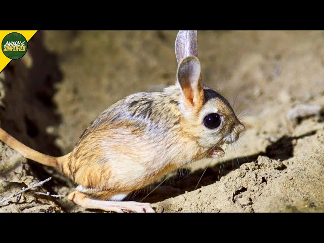 Jerboa: Tiny Desert Hoppers Surviving With Extreme Agility - YouTube